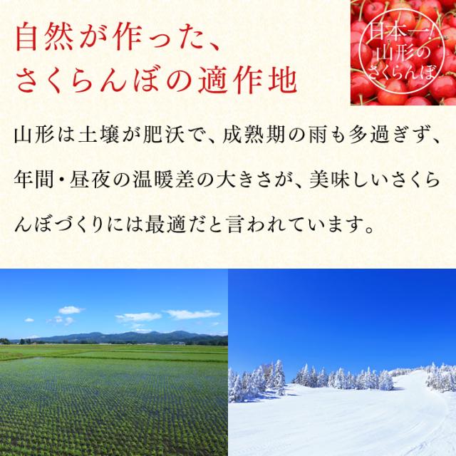 ジェイエイてんどうフーズ お中元 ギフト さくらんぼ 送料無料 山形県産紅秀峰 約500gパック×2・Lサイズ以上※一部地域は別途送料追加 rc22_5