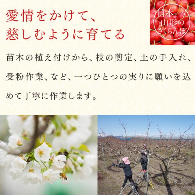 ジェイエイてんどうフーズ お中元 ギフト さくらんぼ 送料無料 山形県産紅秀峰 約500gパック×2・Lサイズ以上※一部地域は別途送料追加 rc22_6