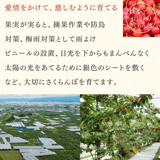 ジェイエイてんどうフーズ お中元 ギフト さくらんぼ 送料無料 山形県産紅秀峰 約500gパック×2・Lサイズ以上※一部地域は別途送料追加 rc22_7