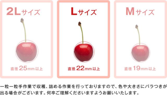 ジェイエイてんどうフーズ お中元 ギフト さくらんぼ 送料無料 山形県産紅秀峰 約500gパック×2・Lサイズ以上※一部地域は別途送料追加 rc22_1