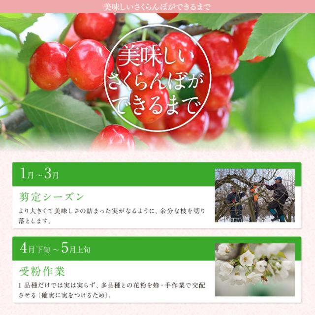 ジェイエイてんどうフーズ お中元 ギフト さくらんぼ 送料無料 山形県産紅秀峰 約500gパック×2・Lサイズ以上※一部地域は別途送料追加 rc22_9