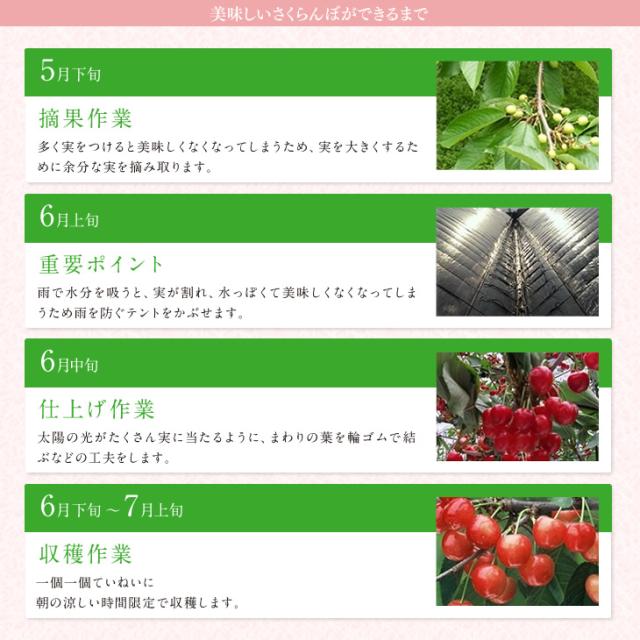 ジェイエイてんどうフーズ お中元 ギフト さくらんぼ 送料無料 山形県産紅秀峰 約500gパック×2・Lサイズ以上※一部地域は別途送料追加 rc22_10