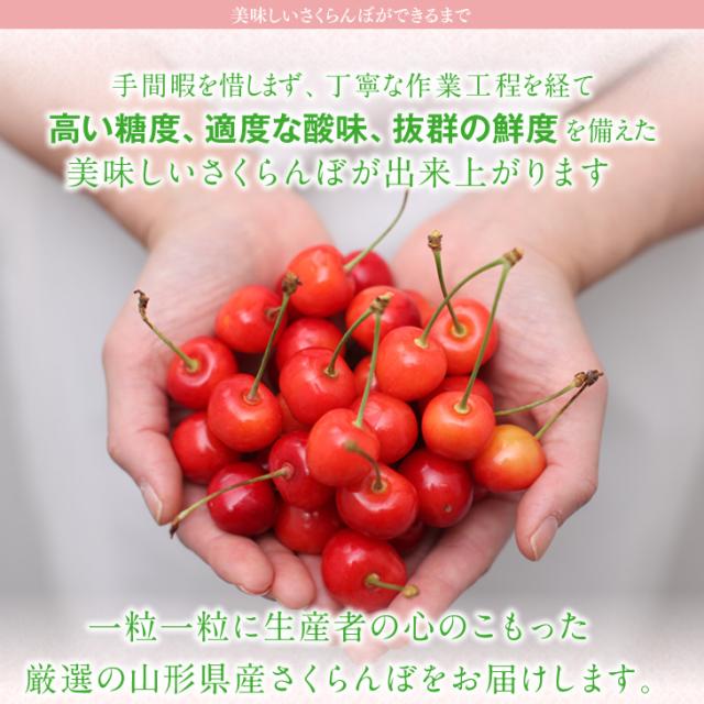 ジェイエイてんどうフーズ お中元 ギフト さくらんぼ 送料無料 山形県産紅秀峰 約500gパック×2・Lサイズ以上※一部地域は別途送料追加 rc22_11