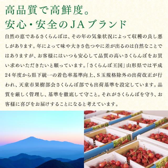 ジェイエイてんどうフーズ お中元 ギフト さくらんぼ 送料無料 山形県産紅秀峰 約500gパック×2・Lサイズ以上※一部地域は別途送料追加 rc22_13