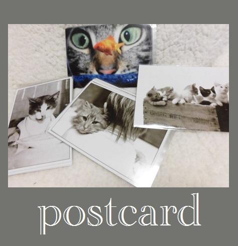 ポストカード ドイツ直輸入ネコカード ゆうパケットメール便の通販はau Pay マーケット Pochi Pochi