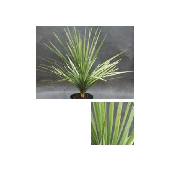 オンリーワン 植栽 個性派植物 コルディリネ オーストラリス Un6 Tkdo の通販はau Pay マーケット キロwowma 店