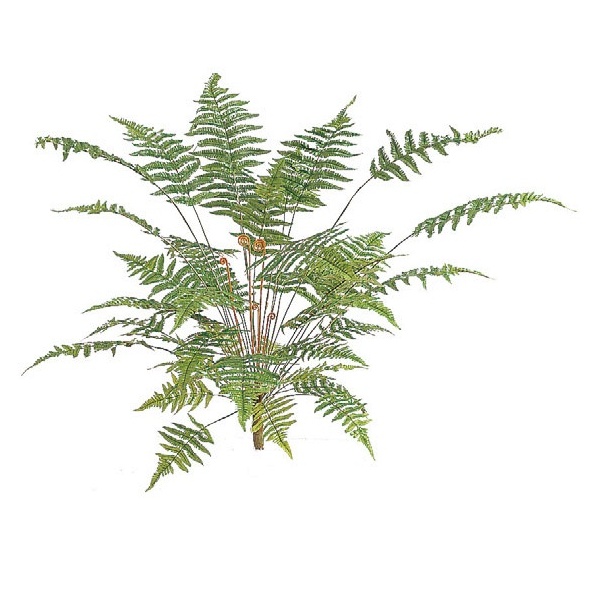 人工植栽 タカショー 和風下草 ベニシダ小 H50cm Gn 41s の通販はau Pay マーケット キロwowma 店