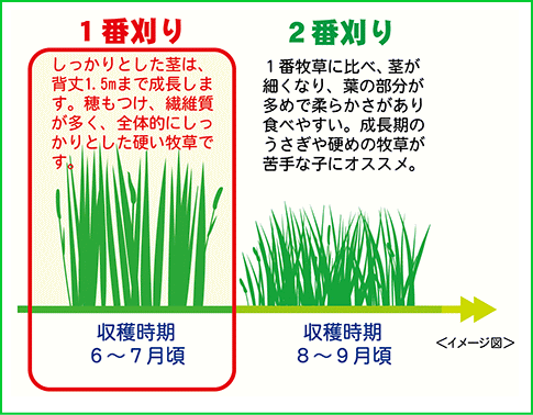 三晃商会]チモシー牧草（一番刈り）・北海道ファーストチモシー 約600g