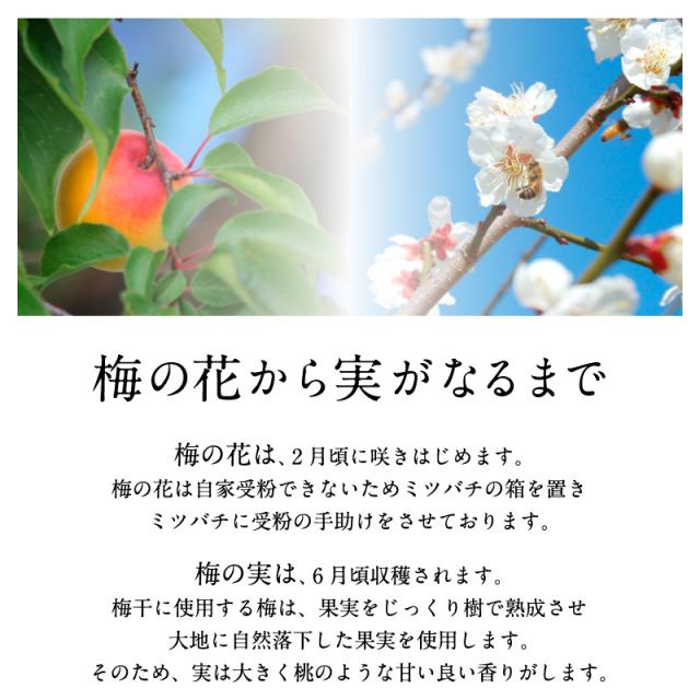 梅干し お徳用セット 4kg(500g×8) 南高梅 減塩 一冨士 紀州南高梅 国産 和歌山県産 梅干 うめぼし 低塩分 グルメ_7