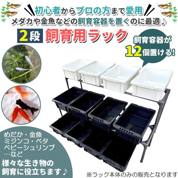 メダカ飼育黒ラック 2段12個置き めだか飼育棚 めだか飼育棚 容器棚 めだか容器産卵撮影 ビオトープ ゾウリムシ PSB ミジンコ 培養 針子_2