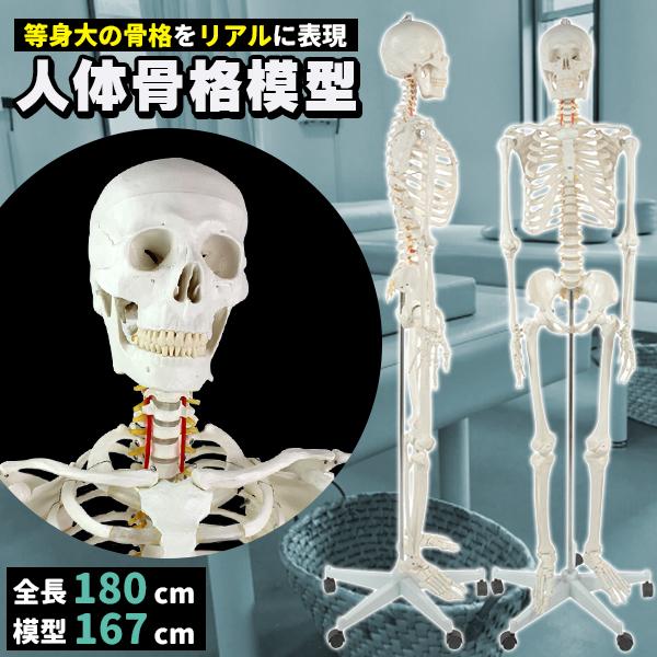 人体骨格模型 等身大180㎝ 楽天市場】人体骨格模型 YS-180 : 教材出版学林舎楽天市場店