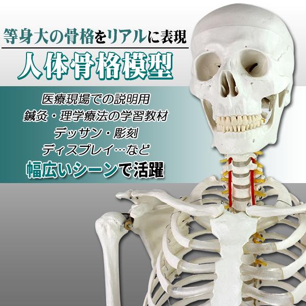 人体模型 骨格模型 骨 等身大 展示スタンド付き 骨格標本 骨格モデル