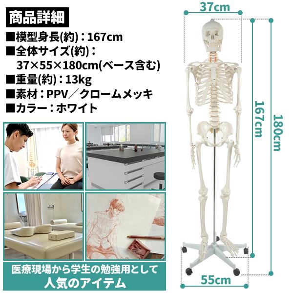 骨格標本スタンド付き 骨格標本 脊柱模型 スタンド付き 骨 整体 カイロ 接骨院 模型