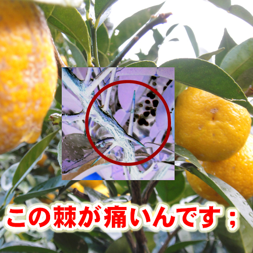 【 柚子農園様用 特別仕様 】 耐突刺タイプ手袋 ＆ 腕カバーセット 防刃 グローブ アームカバー 作業用 サクセスプランニング_1