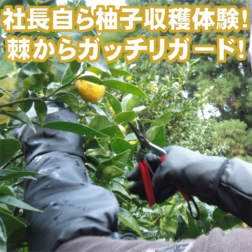 【 柚子農園様用 特別仕様 】 耐突刺タイプ手袋 ＆ 腕カバーセット 防刃 グローブ アームカバー 作業用 サクセスプランニング_2