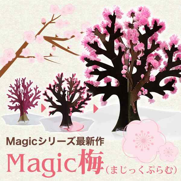 Magic梅 マジック梅 マジックプラム 6時間で梅の花が満開に 新元号 令和グッズ おとぎの国 メール便送料無料の通販はau Pay マーケット おとぎの国