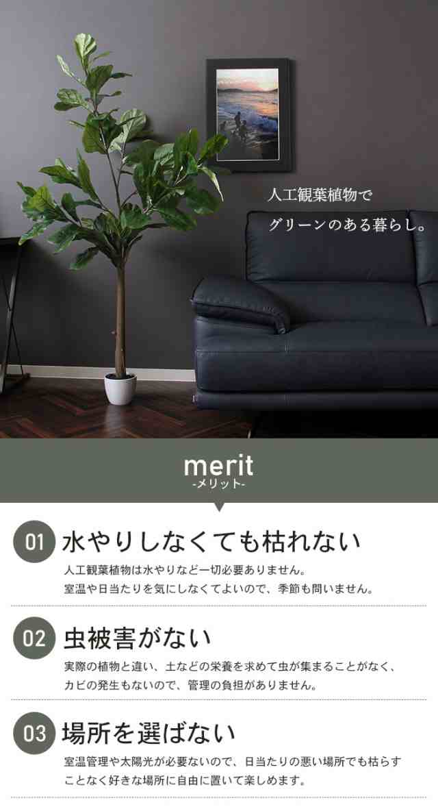 値下げ】 フェイクグリーン フィカス 観葉植物 人工 カシワゴム 高さ 155cm 5号鉢対応 人工 造花 カシワゴムの木 フェイク グリーン  シンプル オフィス おしゃれ 観葉 植物 鉢植え インテリア 大型 高い 大きい 室内 鉢 お手入れ 不要 間仕切り 目隠し リビングの通販はau  PAY