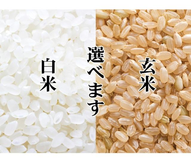 米 10kg 秋田県産 あきたこまち 5kg×2袋 令和7年産 一等米 お米 10kg 送料無料 北海道・沖縄は追加送料 営業日14時まで即日発送あり 選べる 白米 玄米 10キロ_1