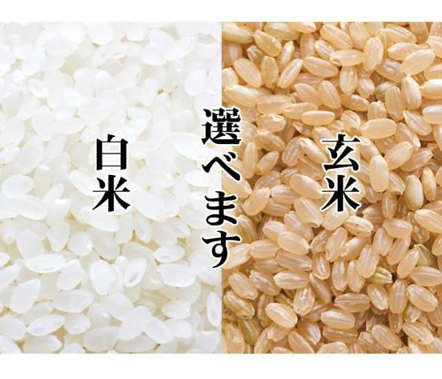 新米 米 5kg 秋田県産 あきたこまち 令和6年産 一等米 お米 5kg Pontaパス特典 送料無料 北海道・沖縄配送不可 即日発送 クーポン対象  選べる 白米 玄米 5キロの通販はau PAY マーケット - あだちねっと美米屋 | au PAY マーケット－通販サイト