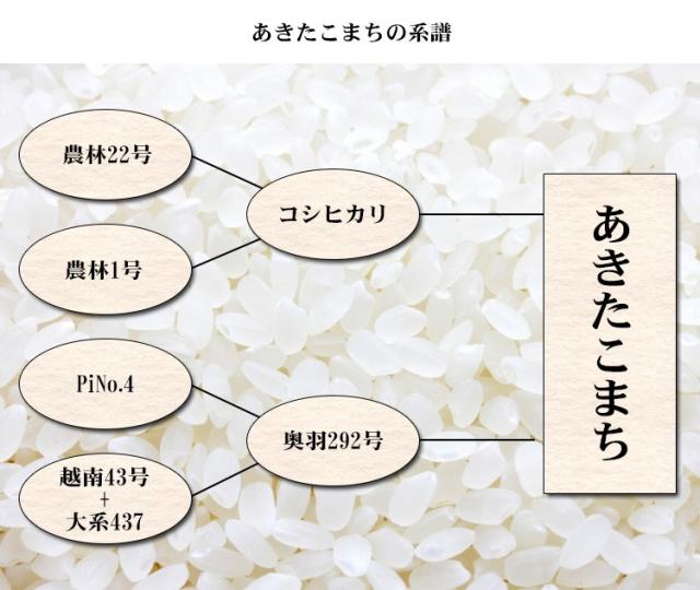 米 20kg 秋田県産 あきたこまち 5kg×4袋 令和7年産 一等米 お米 20kg 送料無料 北海道・沖縄は追加送料 20キロ_4
