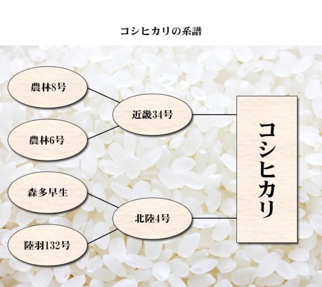 米 無洗米 10kg 富山県産 コシヒカリ 5kg×2袋 令和6年産 特A 一