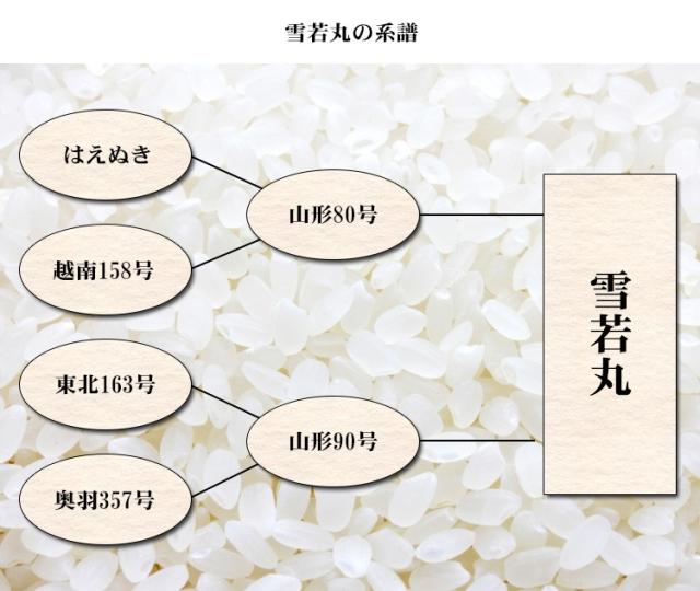 米 10kg 山形県産 雪若丸 ゆきわかまる 5kg×2袋 令和7年産 特A 一等米 お米 10kg 送料無料 北海道・沖縄は追加送料 営業日14時まで即日発送あり 10キロ_5
