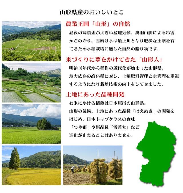 米 10kg 山形県産 雪若丸 ゆきわかまる 5kg×2袋 令和7年産 特A 一等米 お米 10kg 送料無料 北海道・沖縄は追加送料 営業日14時まで即日発送あり 10キロ_6