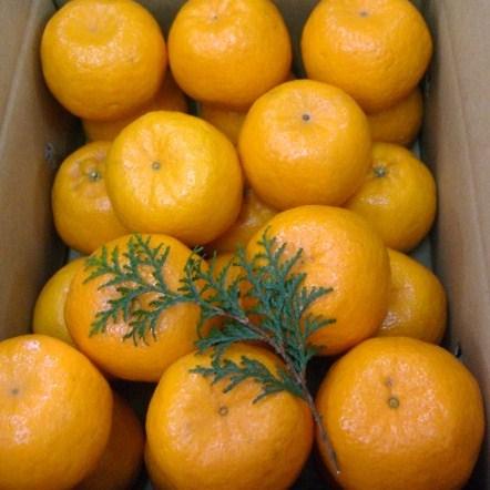 【送料無料】和歌山産 高糖度ポンカン 2L/3Lサイズ たっぷり7kg