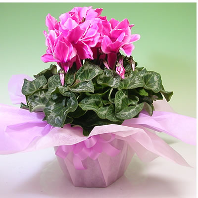 冬の鉢花 生産地限定 シクラメン 大輪系のパステル 鉢植え 5号 お正月 お歳暮 年越し クリスマスの通販はau Pay マーケット アンのお花屋さん