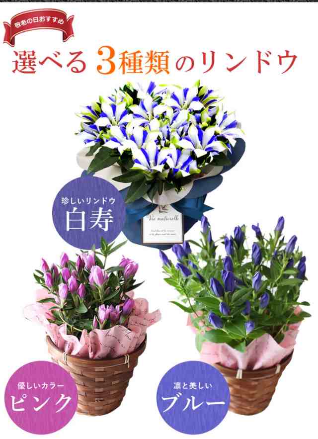 敬老 花とセット 敬老の日 花とスイーツセット 選べる鉢植え 白寿 りんどう 送料無料の通販はau Pay マーケット アンのお花屋さん