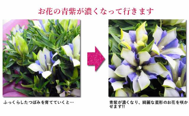 敬老 花とセット 敬老の日 花とスイーツセット 選べる鉢植え 白寿 りんどう 送料無料の通販はau Pay マーケット アンのお花屋さん