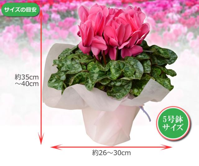 冬の鉢花 生産地限定 シクラメン 大輪系のパステル 鉢植え 5号 お正月 お歳暮 年越し クリスマスの通販はau Pay マーケット アンのお花屋さん