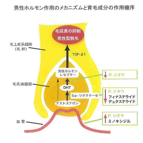 薬用育毛剤 華林 150ml 女性用 男性用 効果ある 薄毛の悩み 抜け毛予防 発毛期待 発毛促進 男女兼用 医薬部外品 頭皮血行促進 発毛サの通販はau Pay マーケット 株式会社ポニー