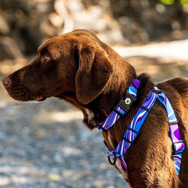 ウルフギャング WOLFGANG ハーネス 犬 中型犬用 Mサイズ HARNESS マン