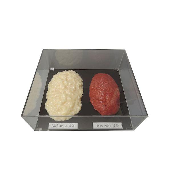 SKT-005(ｱｸﾘﾙｹｰｽﾂｷ) 直送 代引不可 イワイサンプル 脂肪／筋肉対比セット 500g SKT−005 アクリルケースツキ SKT005