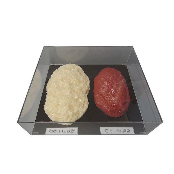 SKT-010(ｱｸﾘﾙｹｰｽﾂｷ) 直送 代引不可 イワイサンプル 脂肪／筋肉対比セット 1Kg SKT−010 アクリルケースツキ SKT010(
