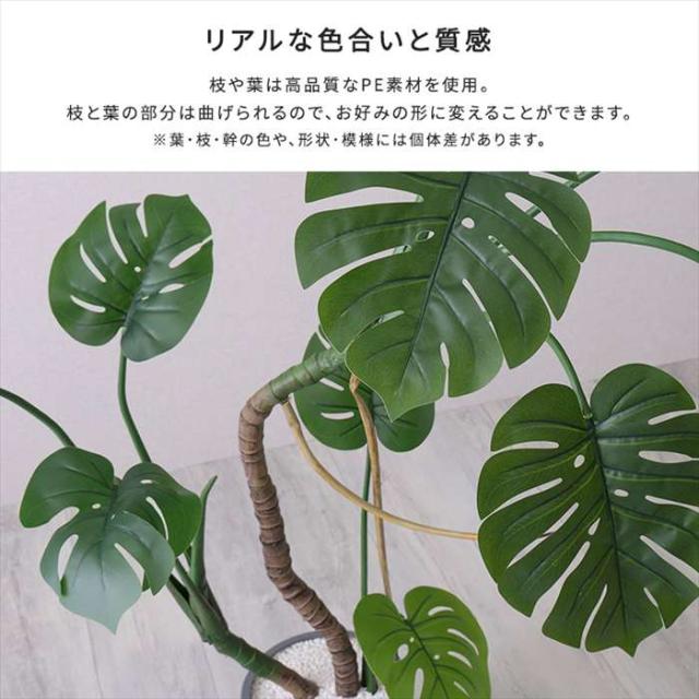 北海道・沖縄・離島配送不可 代引不可 お手入れ簡単フェイクグリーン モンステラ Lサイズ 180cm 観葉植物 人工 フェイク 人工観葉植物 ホームテイスト SH-06-MON-L_4
