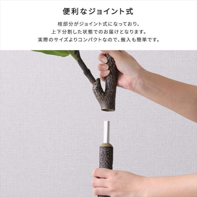 北海道・沖縄・離島配送不可 代引不可 お手入れ簡単フェイクグリーン フィカス・リラータ Sサイズ 120cm 観葉植物 人工 フェイク 人工観葉植物 ホームテイスト SH-06-FIC-S_6