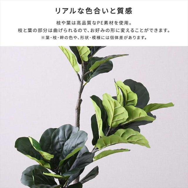 北海道・沖縄・離島配送不可 代引不可 お手入れ簡単フェイクグリーン フィカス・リラータ Mサイズ 150cm 観葉植物 人工 フェイク 人工観葉植物 ホームテイスト SH-06-FIC-M_4