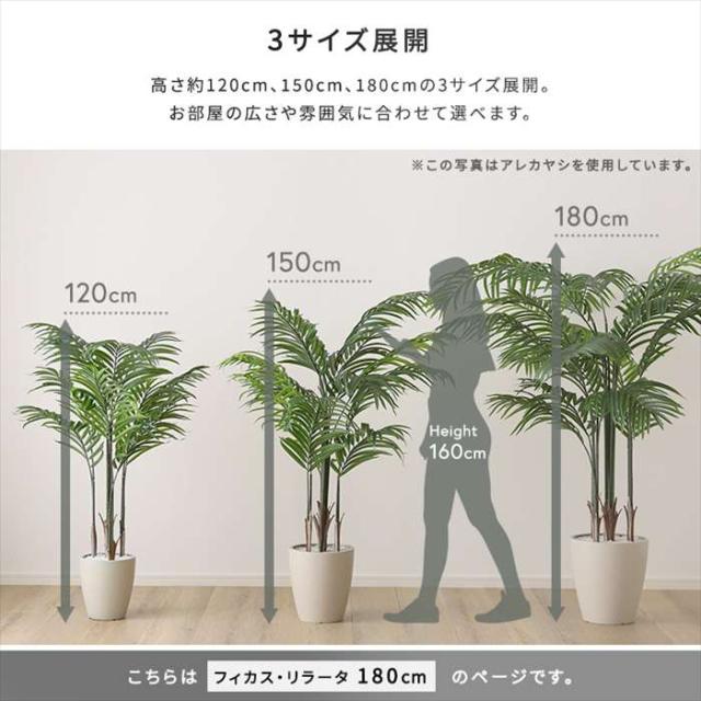 北海道・沖縄・離島配送不可 代引不可 お手入れ簡単フェイクグリーン フィカス・リラータ Lサイズ 180cm 観葉植物 人工 フェイク 人工観葉植物 ホームテイスト SH-06-FIC-L_7