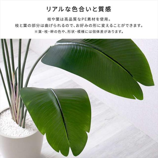 北海道・沖縄・離島配送不可 代引不可 お手入れ簡単フェイクグリーン ストレリチア Mサイズ 150cm 観葉植物 人工 フェイク 人工観葉植物 ホームテイスト SH-06-STR-M_4