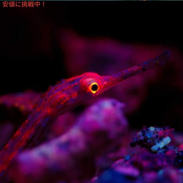 Light & Motion ライト＆モーション SOLA Nightsea Fluoro Underwater Light ナイトシー フロロ 水中ライト ブラック＆蛍光グリーン_4