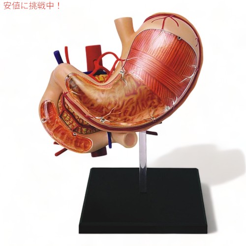 Tedco テッドコ 4D Master 人体胃解剖モデル 模型 Human Stomach Anatomy Modelの通販は
