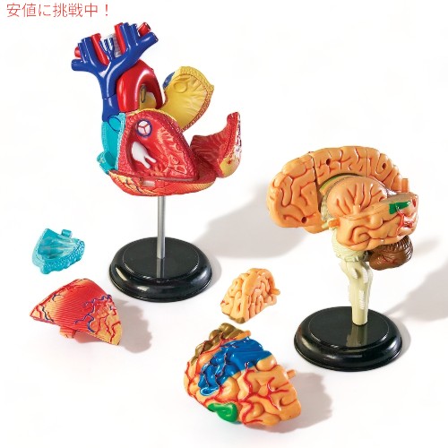 解剖セット おもちゃ Learning Resources ラーニング リソース 4D 解剖