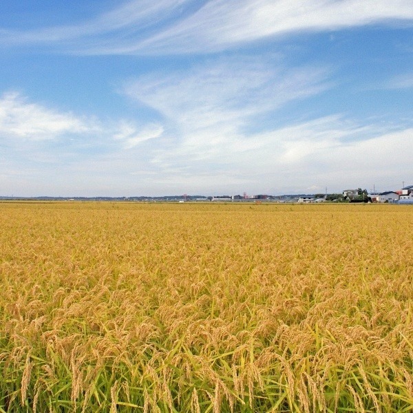 令和7年産 米 お米 ふさこがね 白米 20kg 5kg×4袋 本州四国 送料無料_3