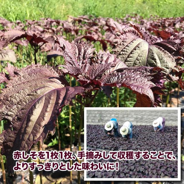 とうやの 赤しそジュース 6本入り しそジュース 紫蘇ジュース シソジュース 希釈タイプ 3倍〜4倍 北海道産 送料無料_2