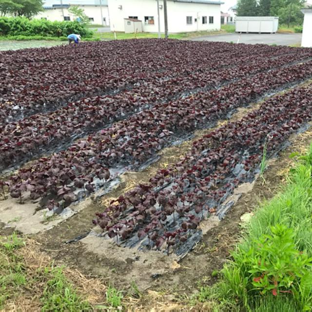 とうやの 赤しそジュース 6本入り しそジュース 紫蘇ジュース シソジュース 希釈タイプ 3倍〜4倍 北海道産 送料無料_4