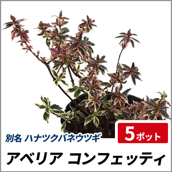 アベリア コンフェッティ 5ポット 苗 庭木 花木 生垣 目隠し グランドカバーの通販はau Pay マーケット 相馬グリーン