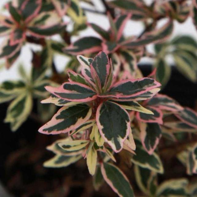 アベリア コンフェッティ 単品 苗 庭木 花木 生垣 目隠し グランドカバーの通販はau Pay マーケット 相馬グリーン