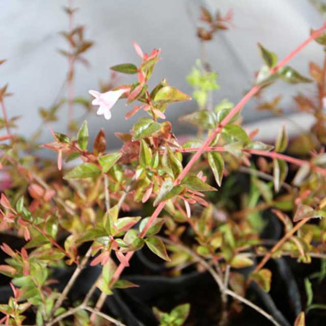 アベリア エドワードゴーチャ 10ポット 小型 緑葉 ピンク花 紅葉 植栽